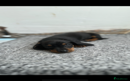 Miniature Dachshund dogs for sale:   🐾READY NOW🐾 | ONLY 1 BOY LEFT - Image 19