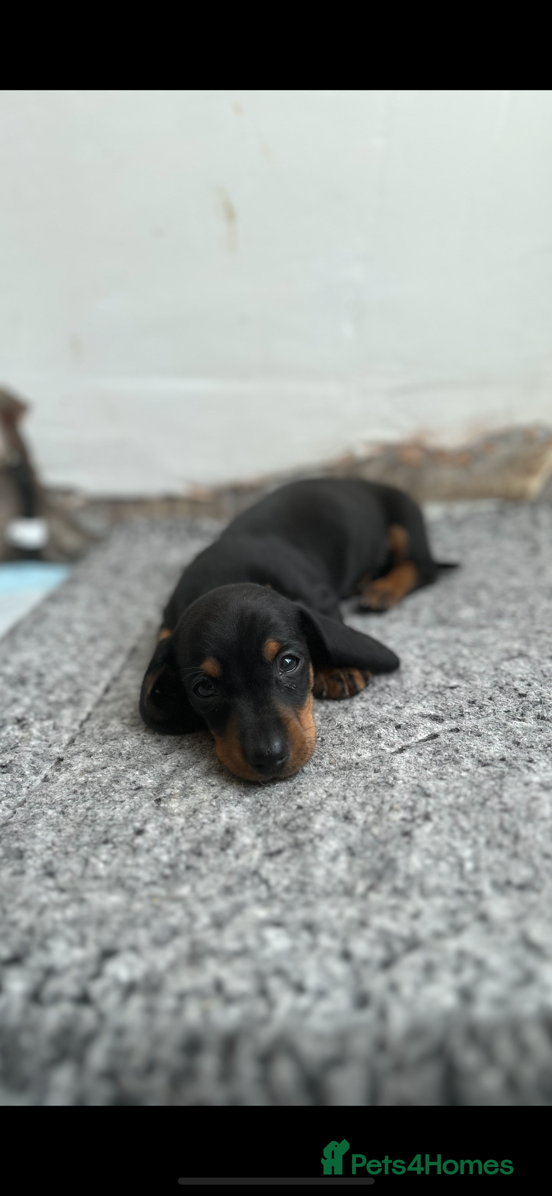 Miniature Dachshund dogs for sale:   🐾READY NOW🐾 | ONLY 1 BOY LEFT - Image 19