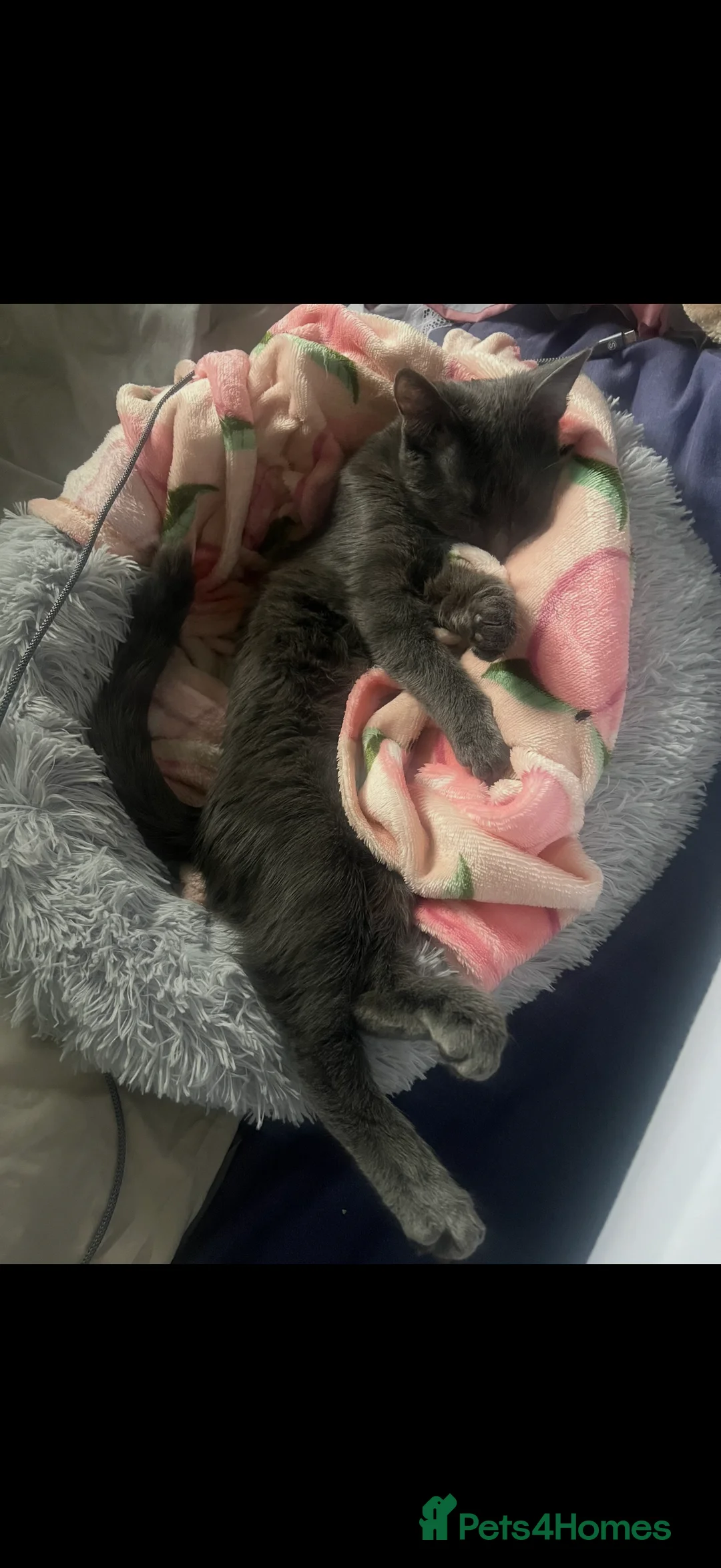 Russian Blue cats for sale: 2 Russian Blue Kittens for sale 🐈‍⬛ 🐾 in Leicester - Advert 2