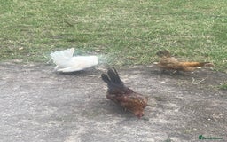 Chickens poultry for sale: 1 Cockerel 2 Hens Serama Chicks - Image 4