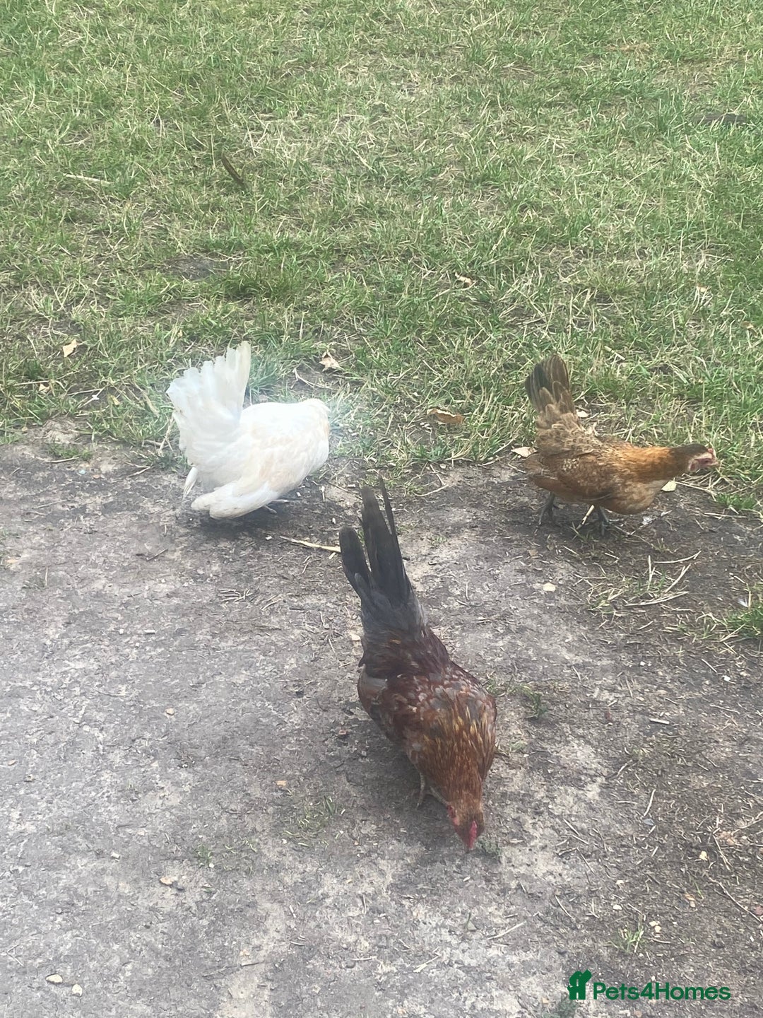 Chickens poultry for sale: 1 Cockerel 2 Hens Serama Chicks - Image 4