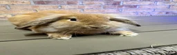 Lionhead rabbits for sale: Lionhead rabbits for sale  - Advert 7