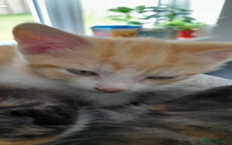 Mixed Breed cats for sale: 3 mixed breed kittens available  - Image 3