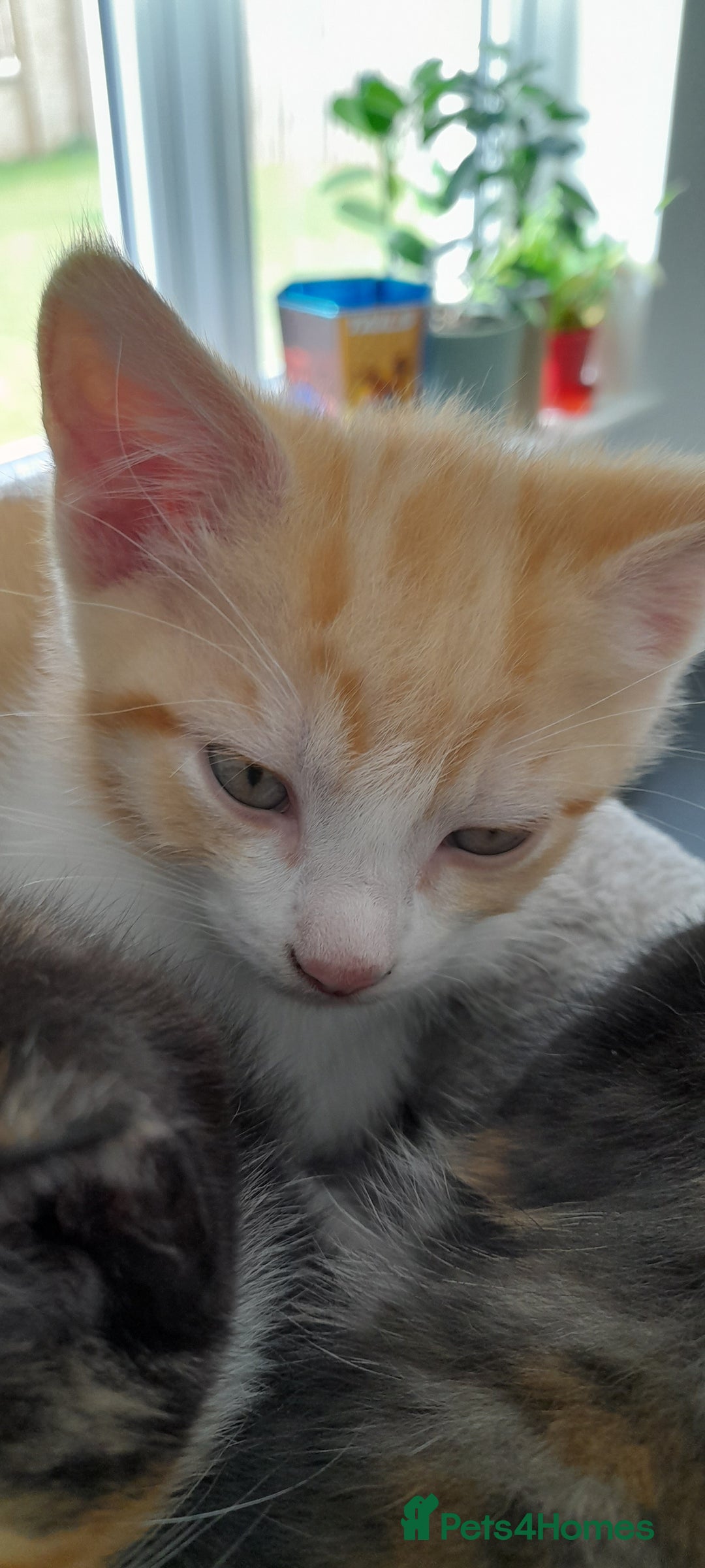 Mixed Breed cats for sale: 3 mixed breed kittens available  - Image 3