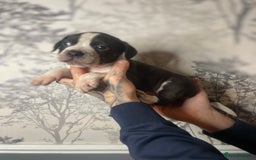 Mixed Breed dogs for sale: Bulldogs for sale  - Image 9