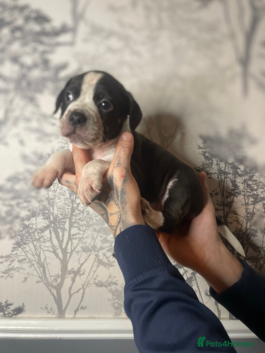 Mixed Breed dogs for sale: Bulldogs for sale  - Image 9