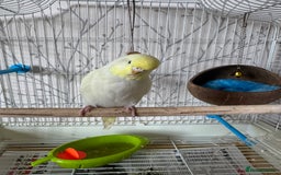 Budgerigars birds for sale: Female yellow lutino budgie - Image 3