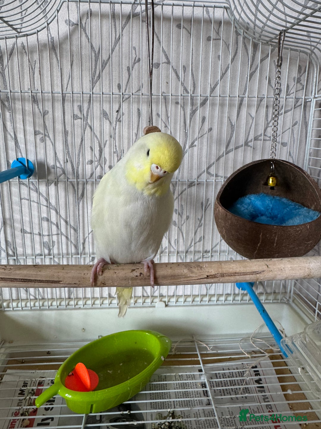 Budgerigars birds for sale: Female yellow lutino budgie - Image 3