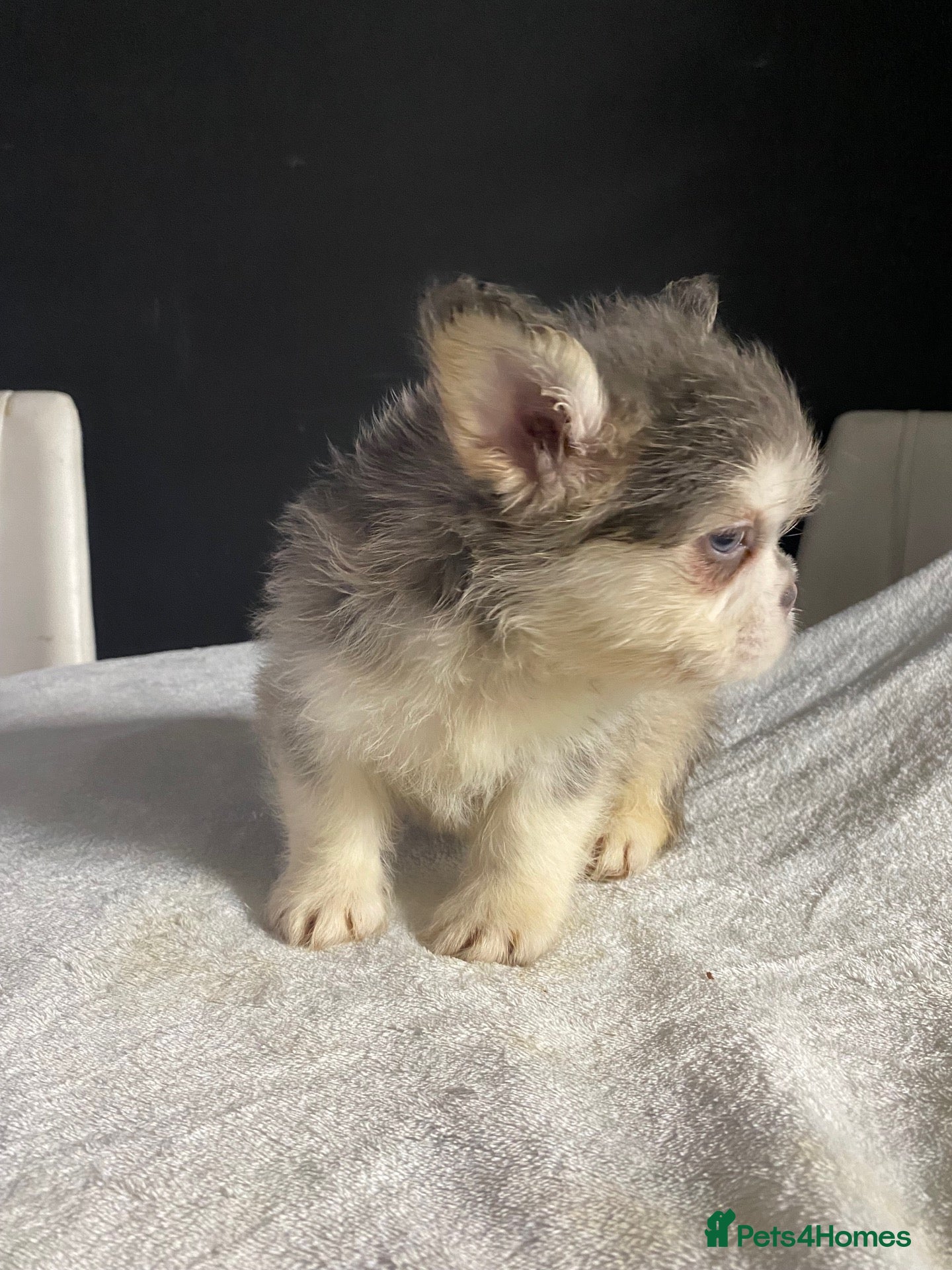 French Bulldog dogs French Bulldog Floodle/Fluffy/Pink - Advert 2