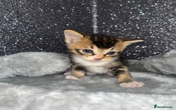 Mixed Breed cats for sale: 3 beautiful tabby kittens ♥️ - Image 2
