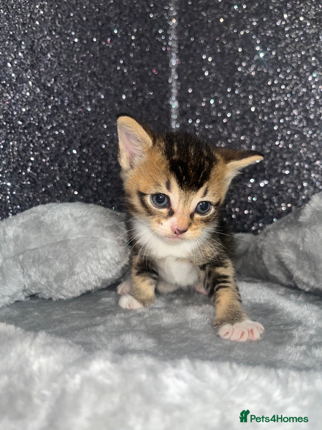 Mixed Breed cats for sale: 3 beautiful tabby kittens ♥️ - Image 2