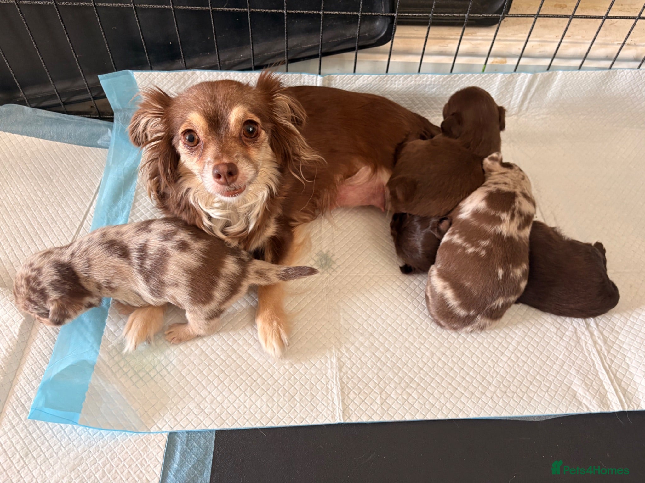 Chihuahua dogs Tiny chihuahua puppies  - Advert 6