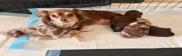 Chihuahua dogs for sale: Tiny chihuahua puppies  - Advert 1