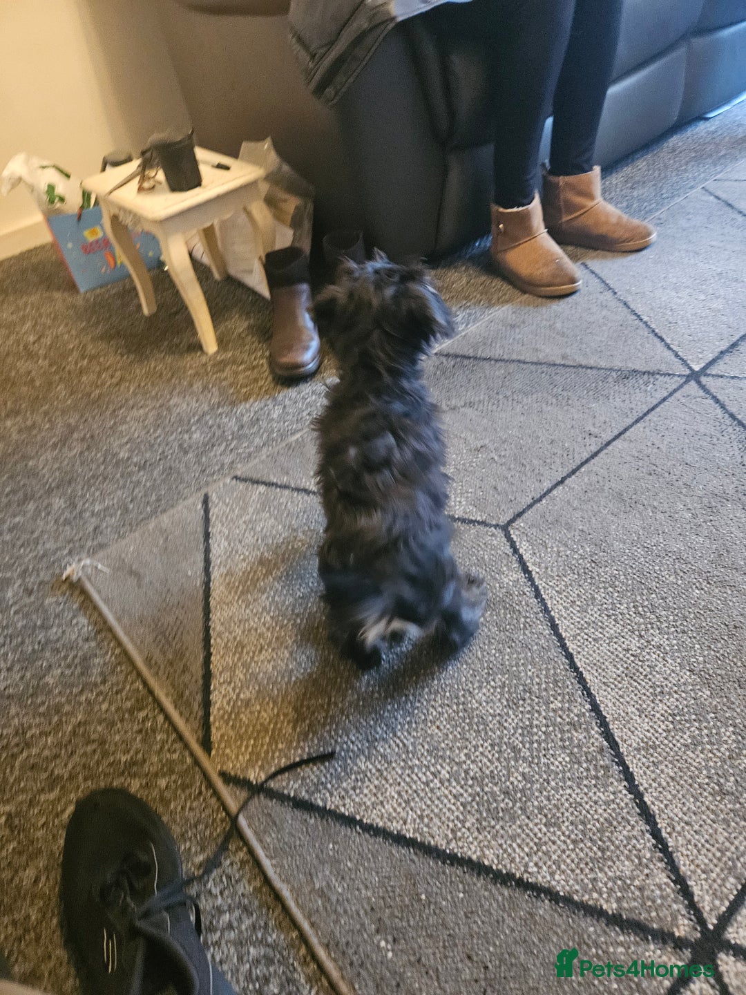 Miniature Schnauzer dogs for sale: Miniture schnauzer pups 2 boys left ready to  - Advert 4