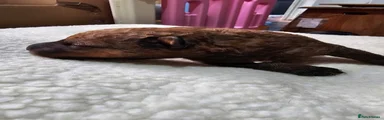 Puppy 2