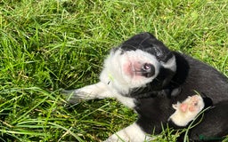 Border Collie dogs for sale: 4 border collie males looking for forever homes  - Image 25