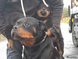 Rottweiler dogs Stunning Rottweiler puppies - Advert 9