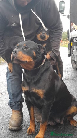 Rottweiler dogs - Advert 1