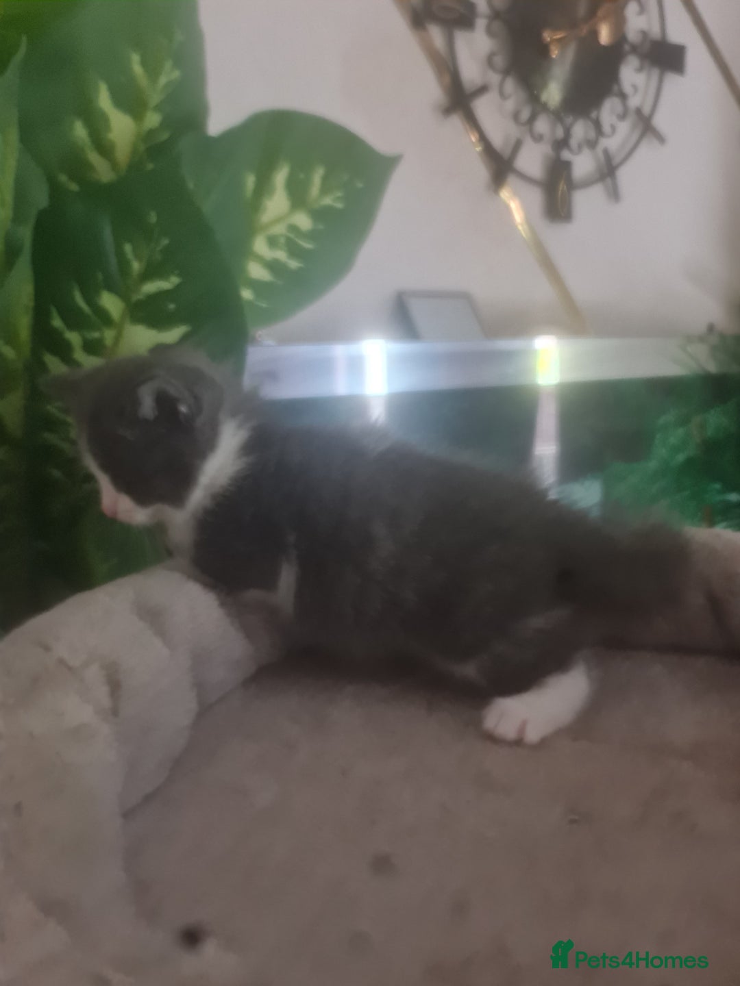 Mixed Breed cats for sale: Stunning  kittens looking  4 new home - Image 18