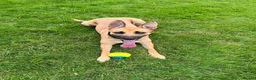 German Shepherd dogs for sale: Free Female German shepherd / Lurcher 1 year old in Gateshead - Advert 27