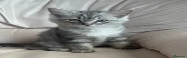 Ragdoll 3