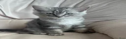 Mixed Breed cats for sale: Ragdoll cross Bsh kittens ready now  - Advert 7