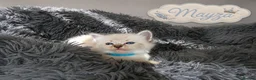 Ragdoll cats for sale: Beautiful Ragdoll-Mix Kittens - NOT TICA/FIFe reg. - Advert 20