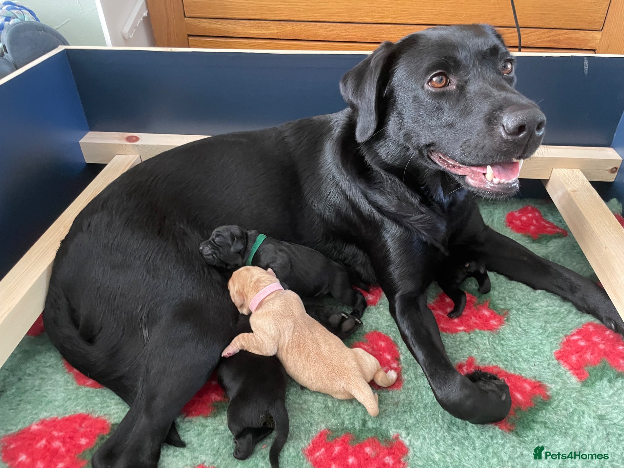 Labrador Retriever dogs for sale: Stunning Labrador puppies in Canterbury - Advert 1