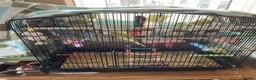 Budgerigars birds for sale: Budgies x 2 and cage and accessories  in Sowerby Bridge - Advert 2