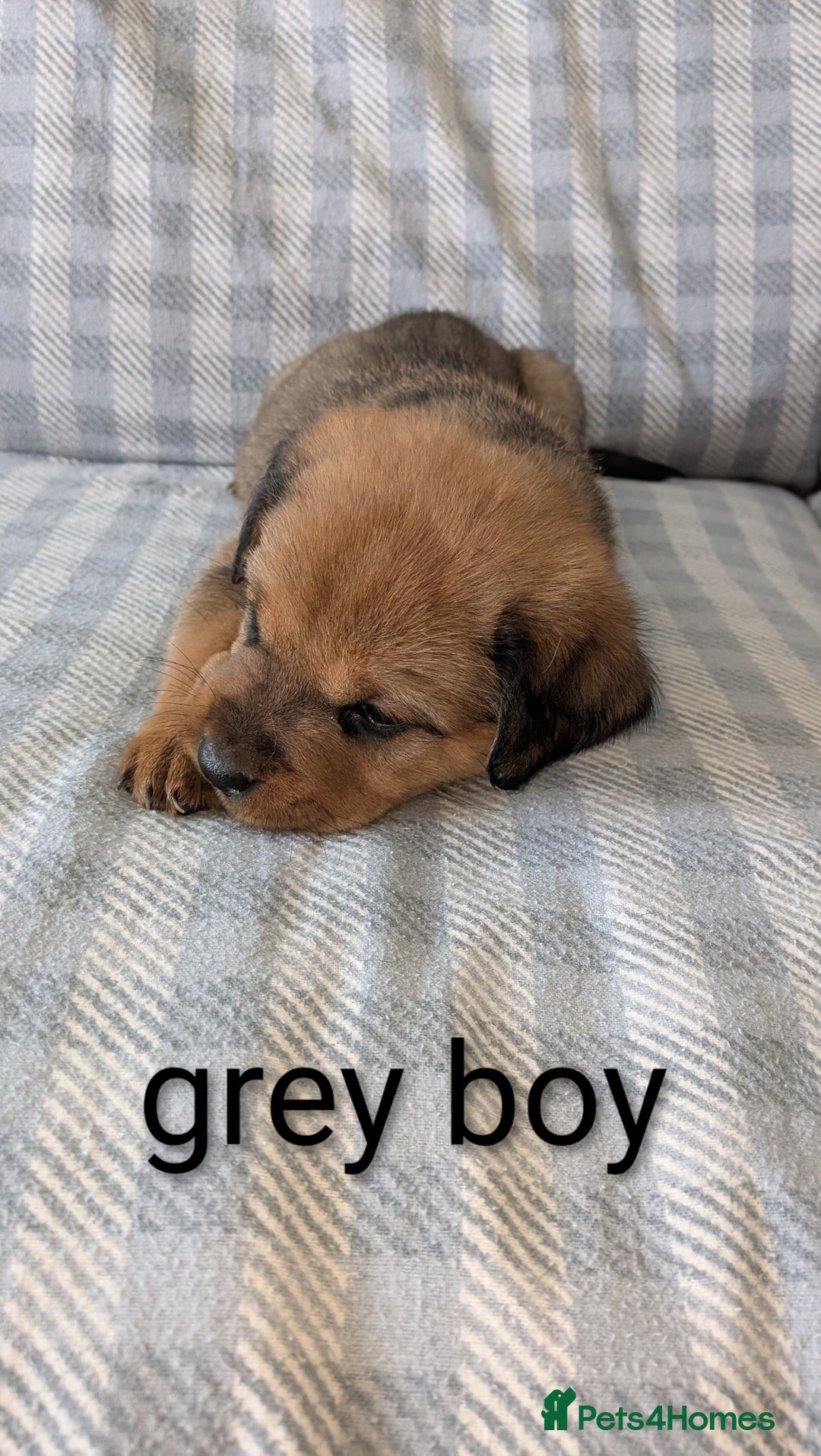 Mixed Breed dogs for sale: 7 stunning rottweiler puppies - Image 7