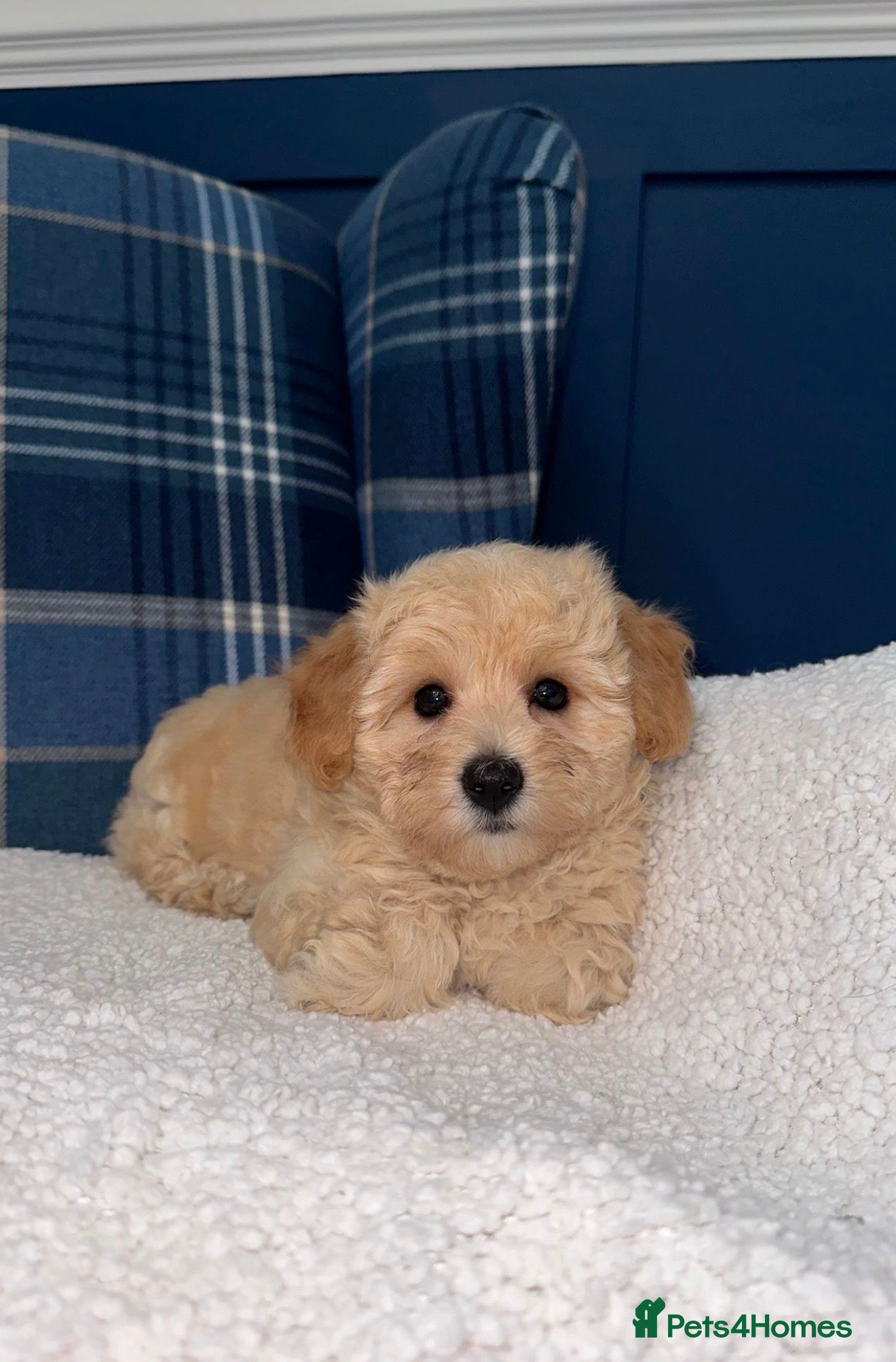Maltipoo dogs 🩷💜Stunning Maltipoo Puppies💜🩷 - Advert 1