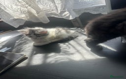 British Longhair cats for sale: British Longhair kittens Two  - Image 4
