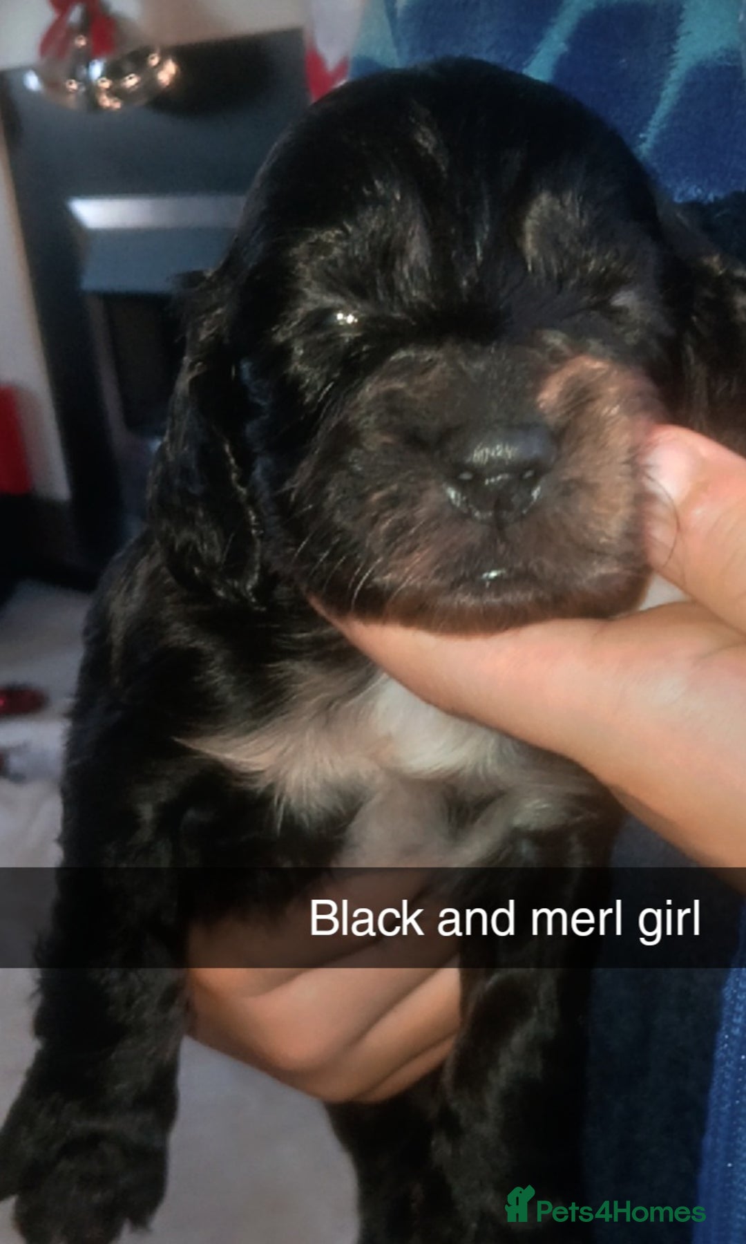 Cocker Spaniel dogs for sale: 8 stunning cocker spaniel puppies - Advert 5