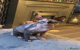 Sphynx cats for sale: ** Glittery Blue/Cream Torti Sphynx Girl ** - Image 18