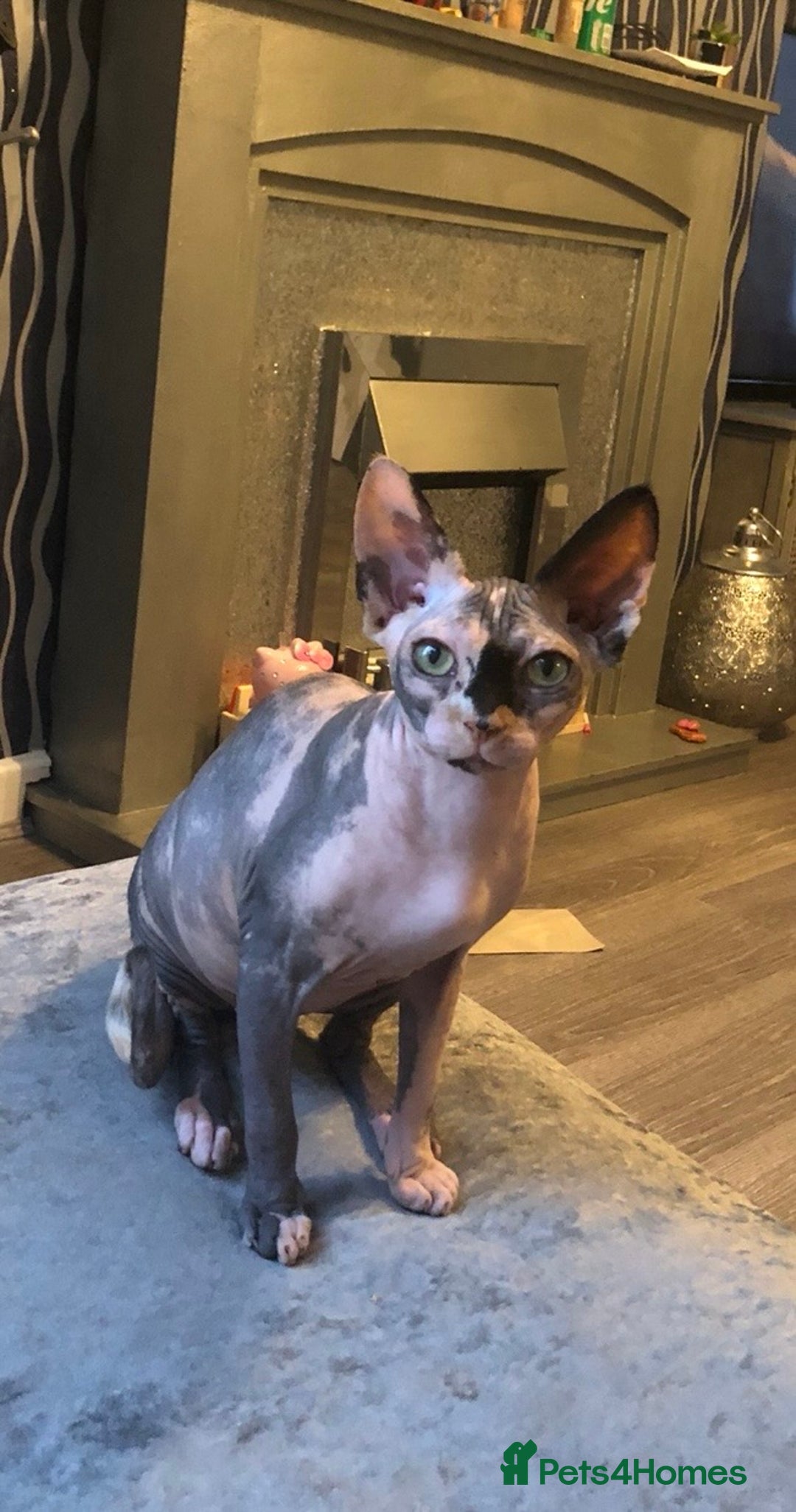 Sphynx cats for sale: ** Glittery Blue/Cream Torti Sphynx Girl ** - Image 18
