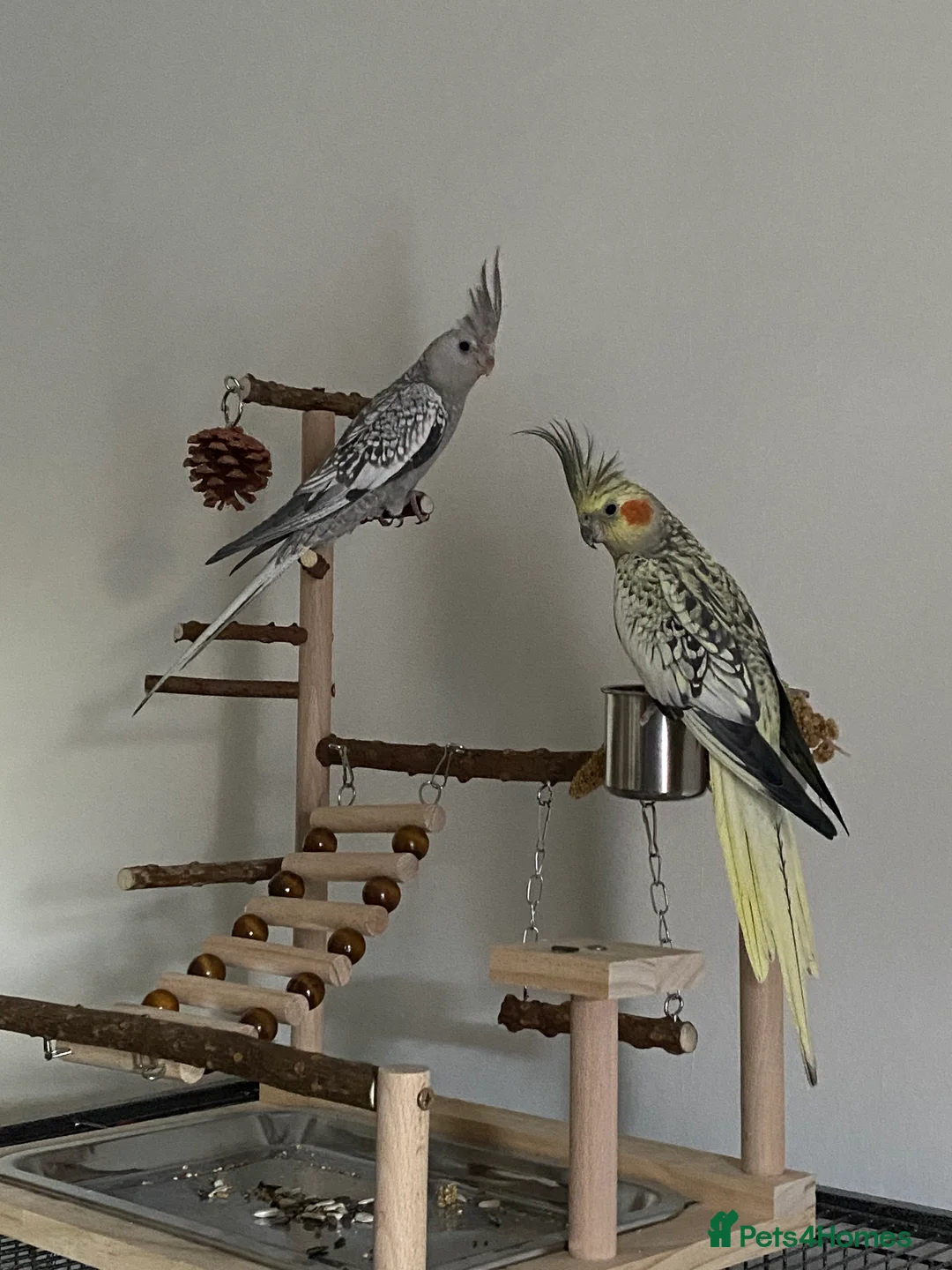 Cockatiels birds for sale: Cockatiels for sale  - Advert 2