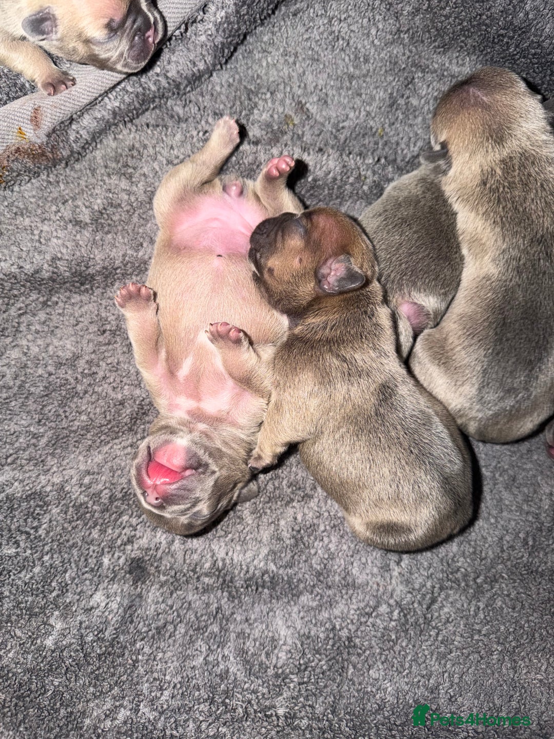 French Bulldog dogs for sale: French bulldog puppys - Advert 17