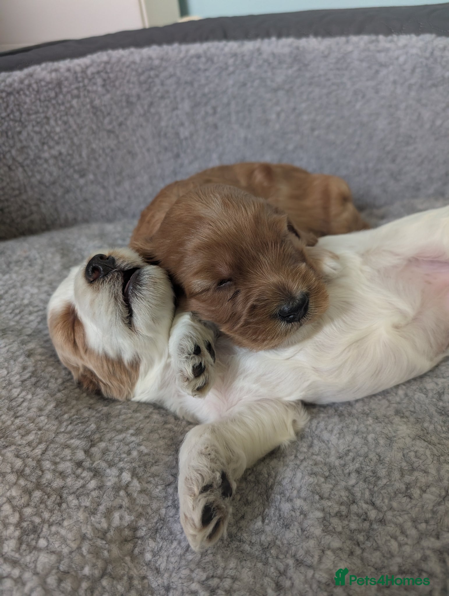 Cockapoo dogs 🐾 Cockerpoo Puppies 1 Male & 1 Female 🐾 - Advert 4