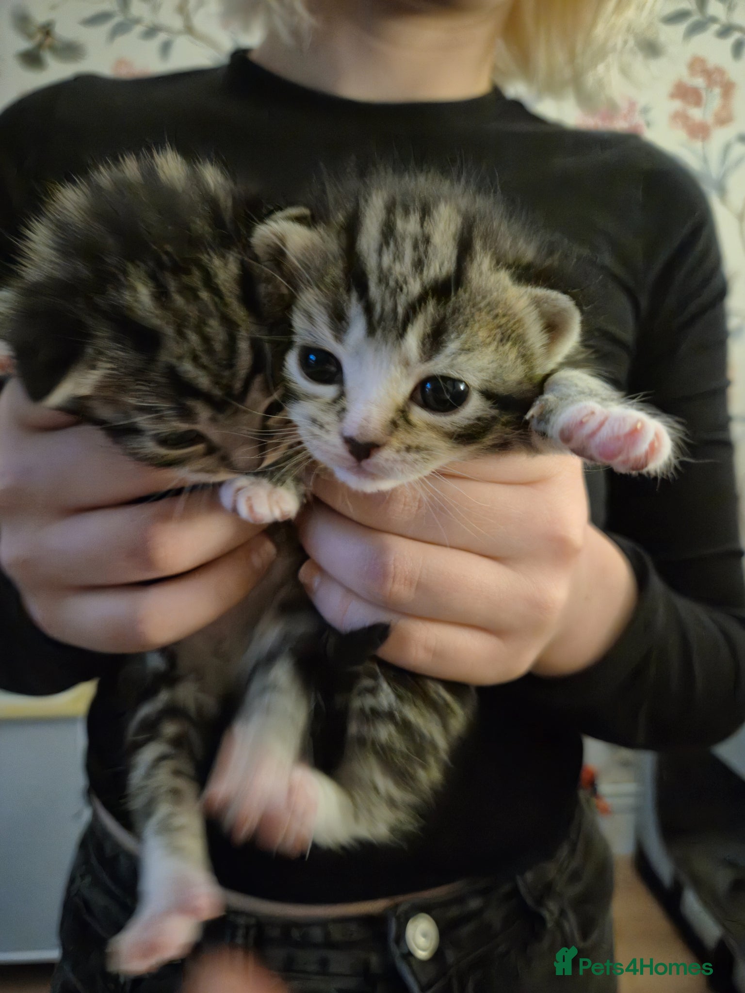 British Shorthair cats for sale: X2 mummys with kittens in London - Advert 15
