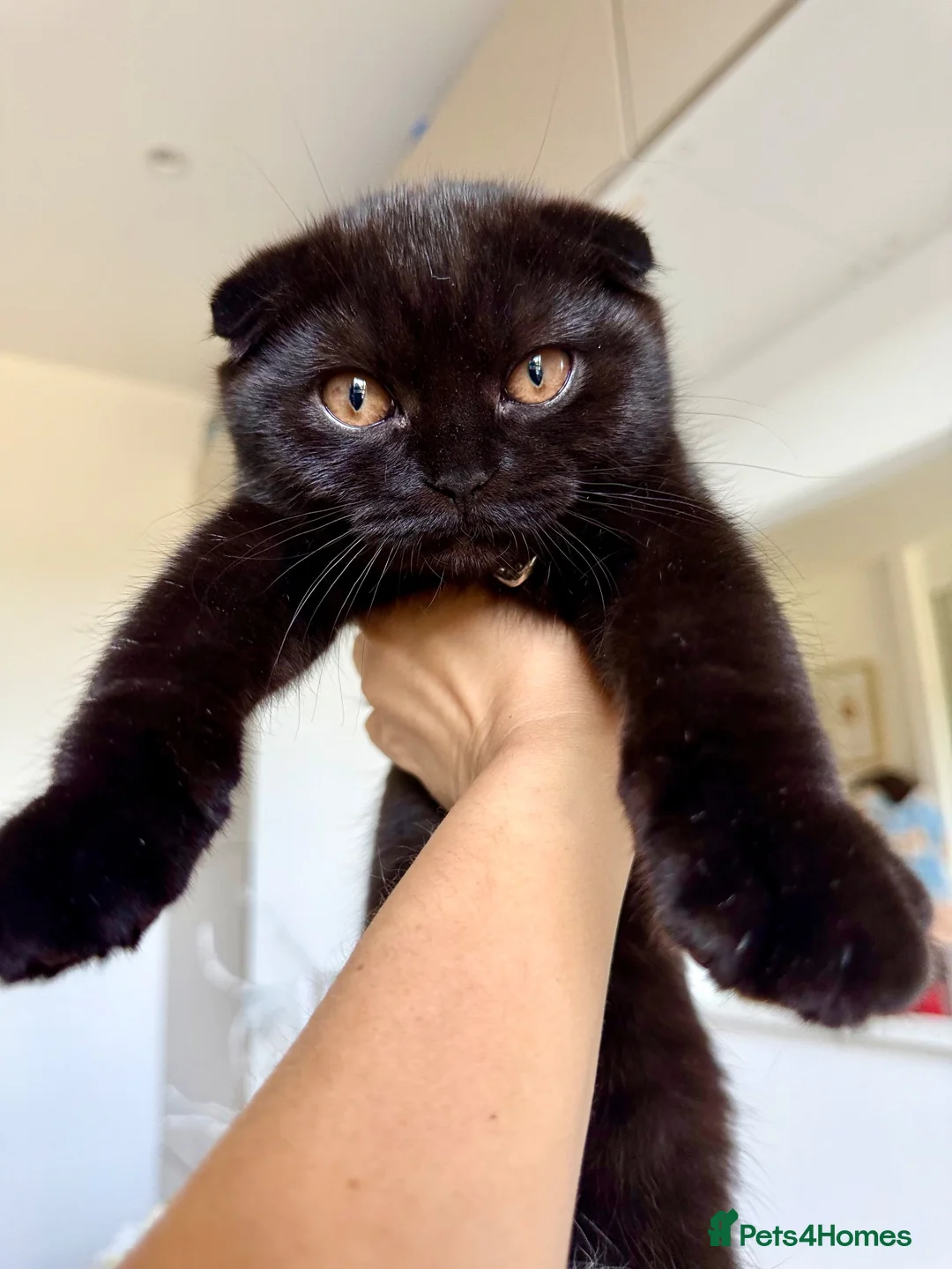 Scottish Fold cats for sale: Beautiful Scottish kitties are looking for a home  - Advert 1