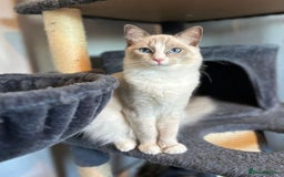 Ragdoll cats for sale: Ready Now!!!! 1 male Ragdoll - Image 9