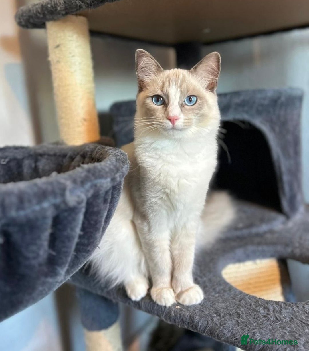 Ragdoll cats for sale: Ready Now!!!! 1 male Ragdoll - Image 9