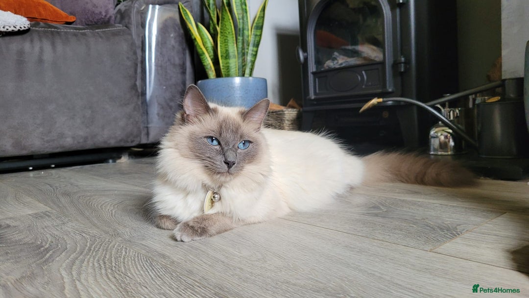 Ragdoll cats for sale: Ragdoll x kittens - Image 8