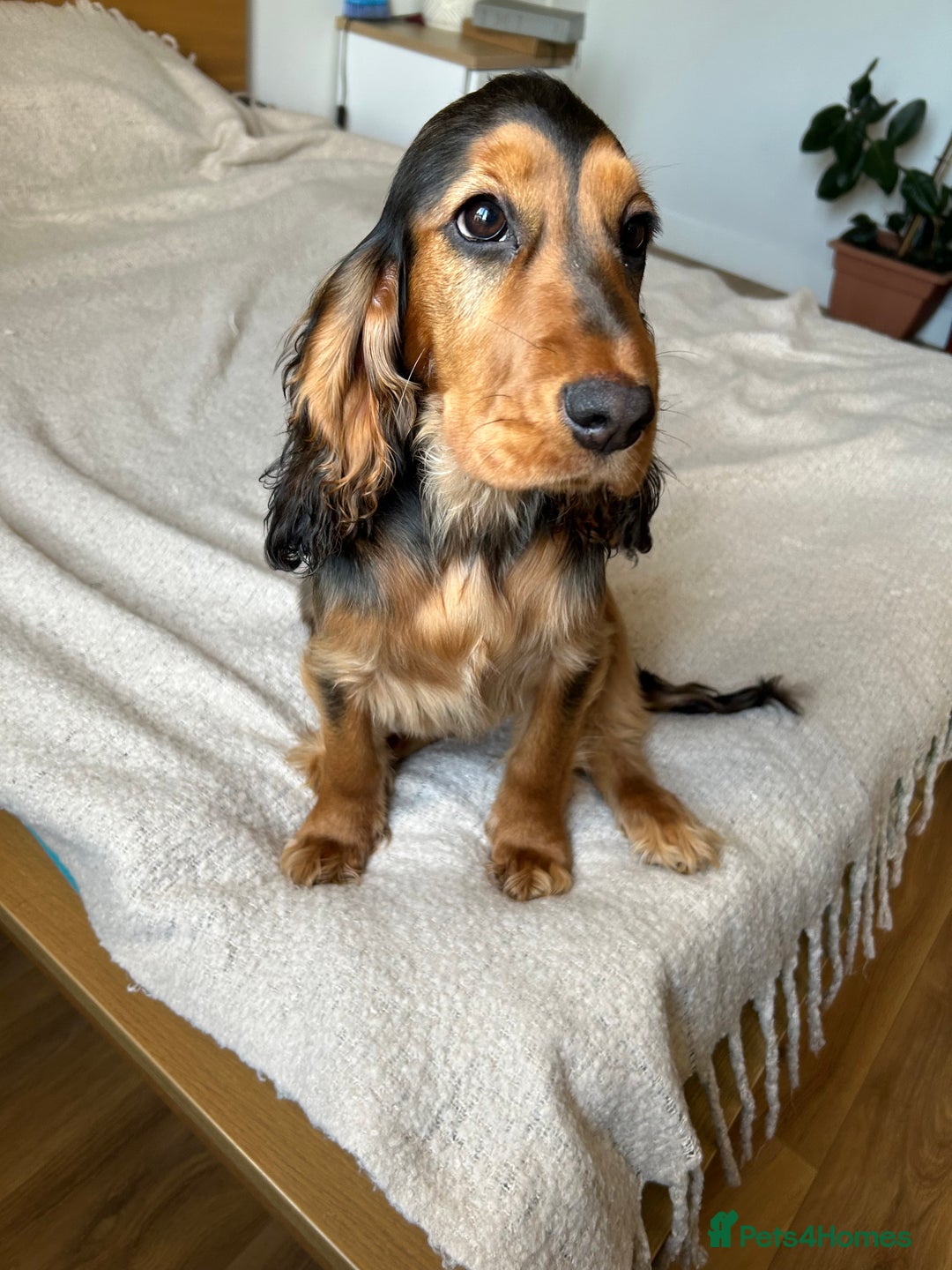 Cocker Spaniel dogs for sale: Outstanding Show Cocker Spaniel DNA Tested - Advert 13