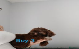Shih Tzu dogs for sale: LOVELY imperial Shih Tzu for sale - Image 5