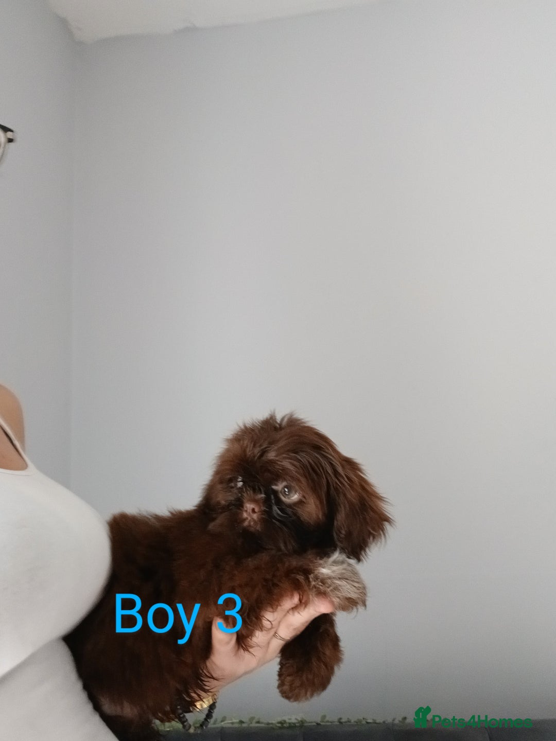 Shih Tzu dogs for sale: LOVELY imperial Shih Tzu for sale - Image 5
