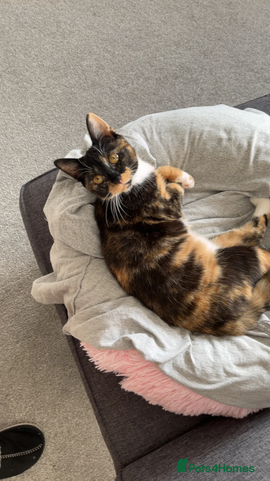 British Shorthair cats for sale: Hello I’m Cali✨ - Advert 5