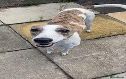 Mixed Breed dogs for sale: Beautiful girl for new home  - Image 4