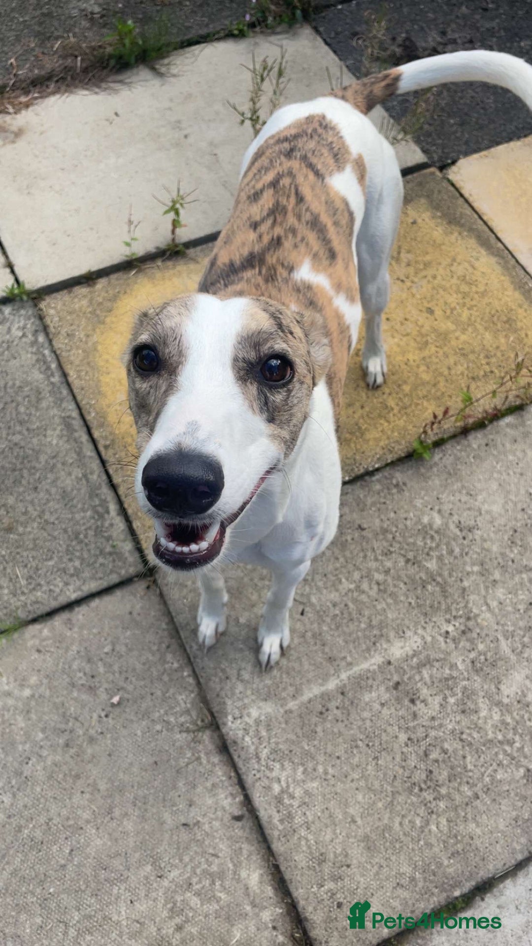 Mixed Breed dogs for sale: Beautiful girl for new home  - Image 4