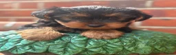 Yorkshire Terrier dogs for sale: 3 beautiful Yorkie boys for sale - Advert 26
